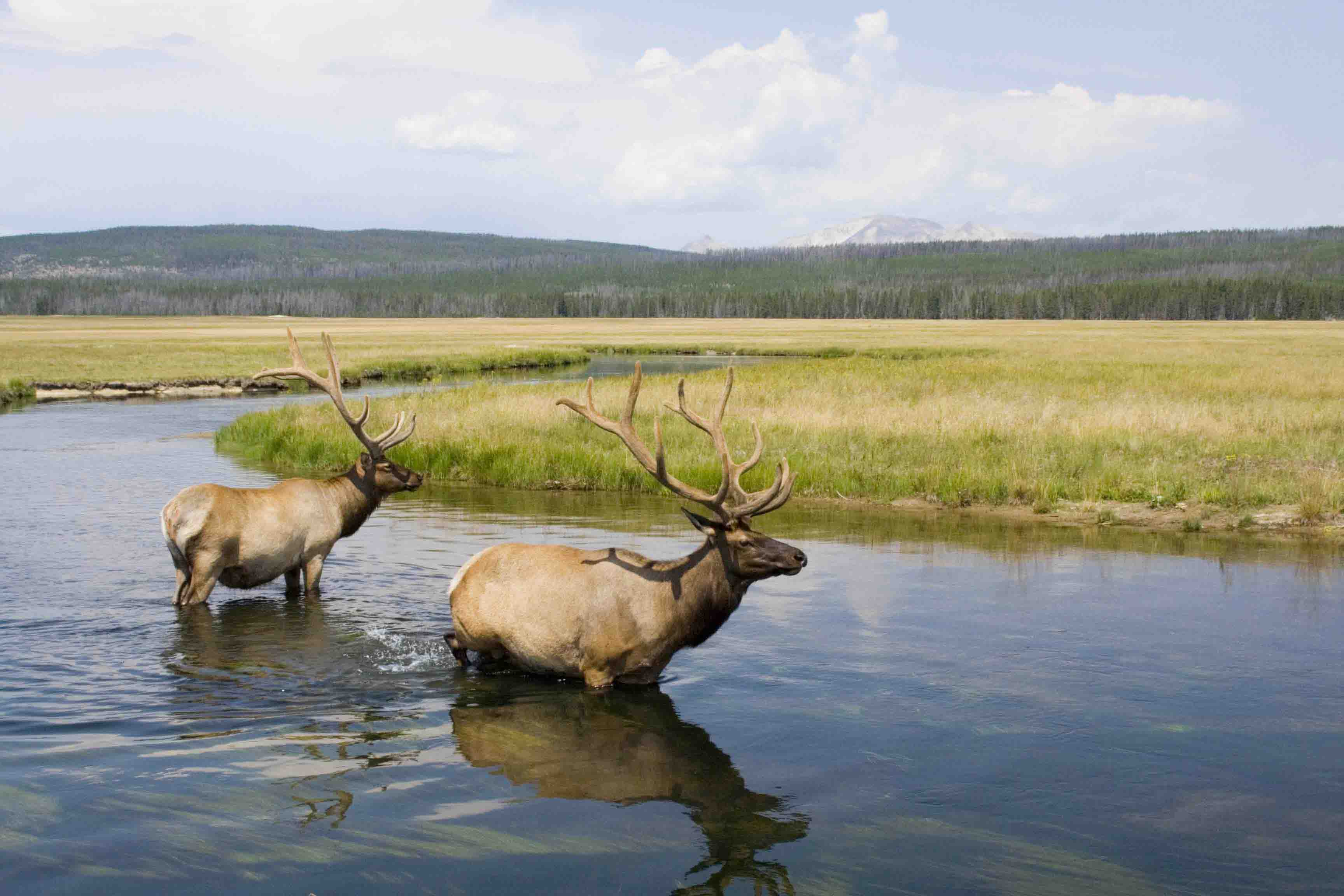 2ElkinRiver | Jackson Hole Wildlife Safaris | Jackson Hole Wildlife Safaris