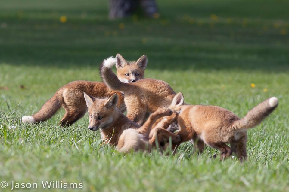 Fox kits playing outside their den in Star Valley Wyoming. Image by Jason Williams