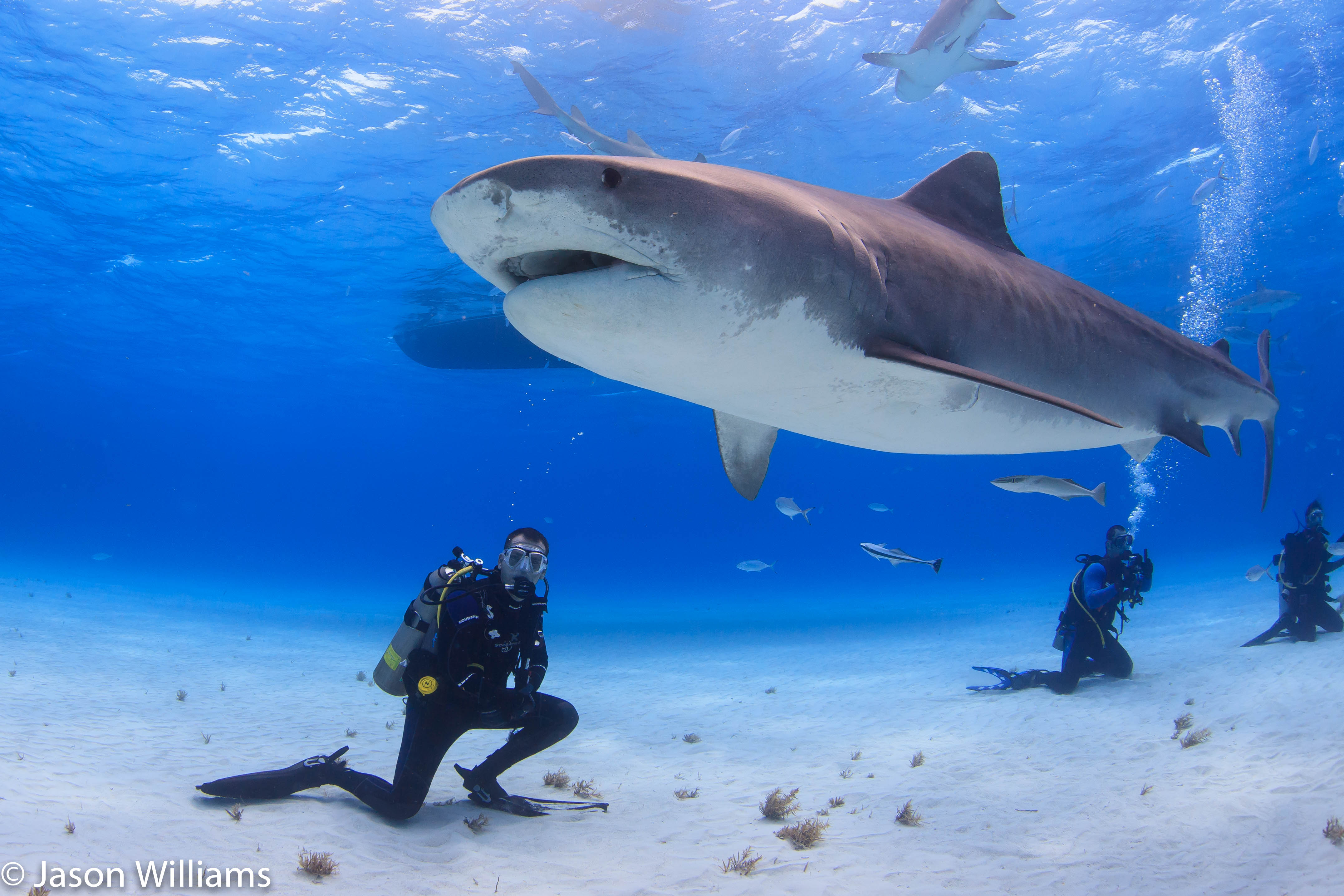 Diving with Tiger Sharks in the Bahamas - Trip Report | Jackson Hole