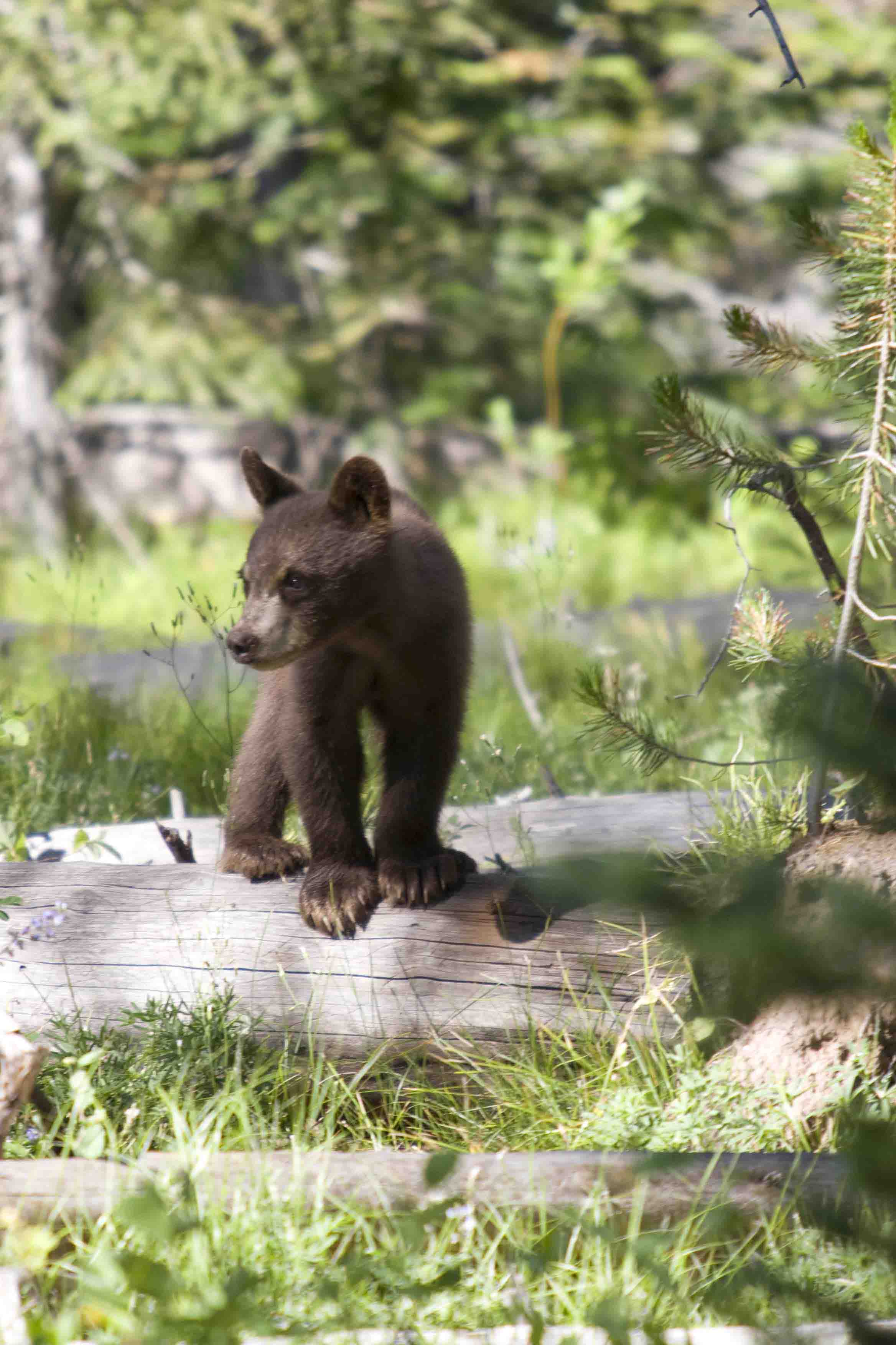 BabyBear Jackson Hole Wildlife Safaris Jackson Hole Wildlife Safaris BabyBear Jackson Hole Wildlife Safaris Jackson Hole Wildlife Safaris