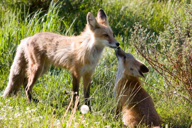 two foxes