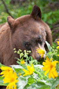 teton grazing bears safaris smelling