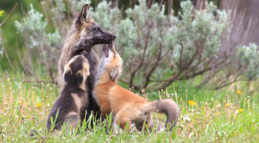 fox kits welcoming mom in jackson hole