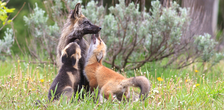fox kits welcoming mom in jackson hole