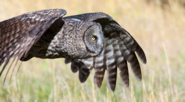 great grey owl
