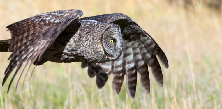 great grey owl