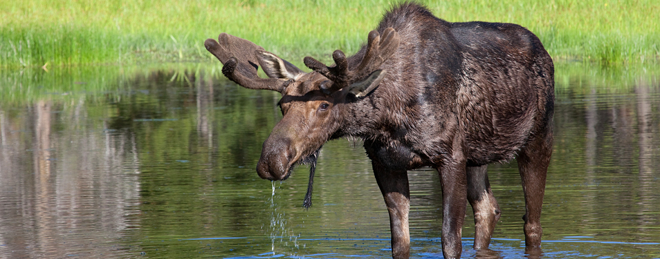 A Moose Drinks From A Pond In Jackson Hole