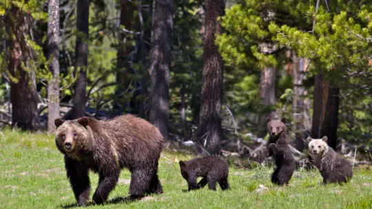 grizzly and her cubs