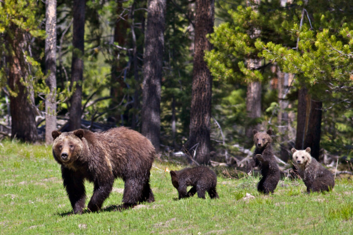 Grizzly 610 and Her Cubs are Alive and Well in Jackson Hole