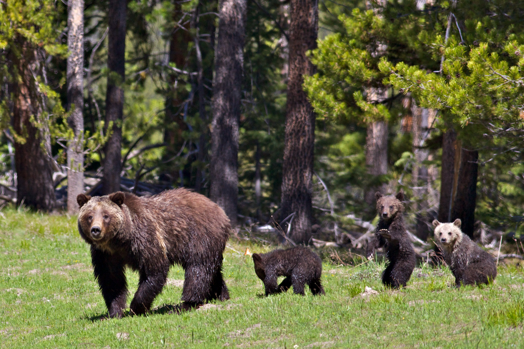 grizzly and her cubs