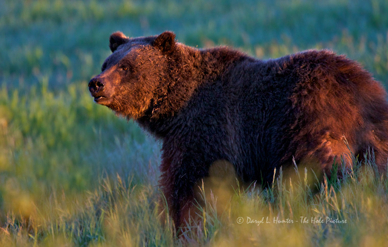 Grizzly
