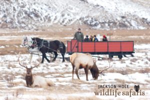 Two Bull Elk Graze On The National Elk Refuge In Jackson Hole