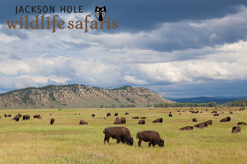 bison on a wildlife tour in Jackson Hole and Grand Teton.