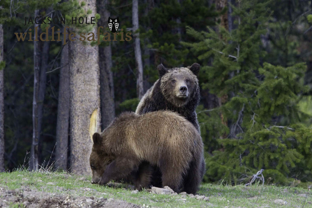 Grizzly 610 and her yearling cubs after waking from hibernation in 2012