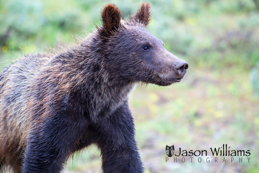 wet grizzly bear 