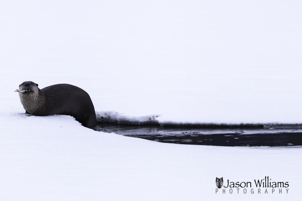 Otter fishing on flat creek on the edge of Jackson Wyoming and the National Elk Refuge.