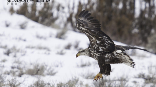 mmature bald eagle taking off from a kill in Jackson Hole, Wyoming.