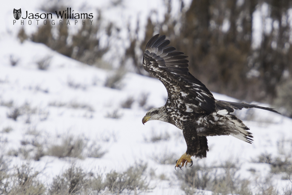 mmature bald eagle taking off from a kill in Jackson Hole, Wyoming.