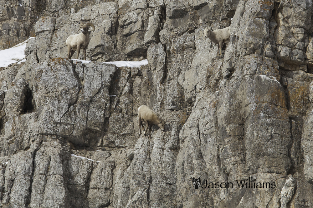 Bighorn sheep along the rock walls of Miller Butte on the National Elk Refuge in Jackson Hole, Wyoming.