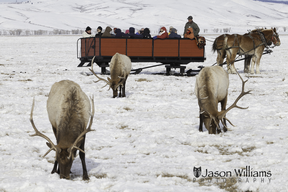 guests enjoying a horse drawn sleigh ride on the National Elk Refuge in Jackson Hole, Wyoming.