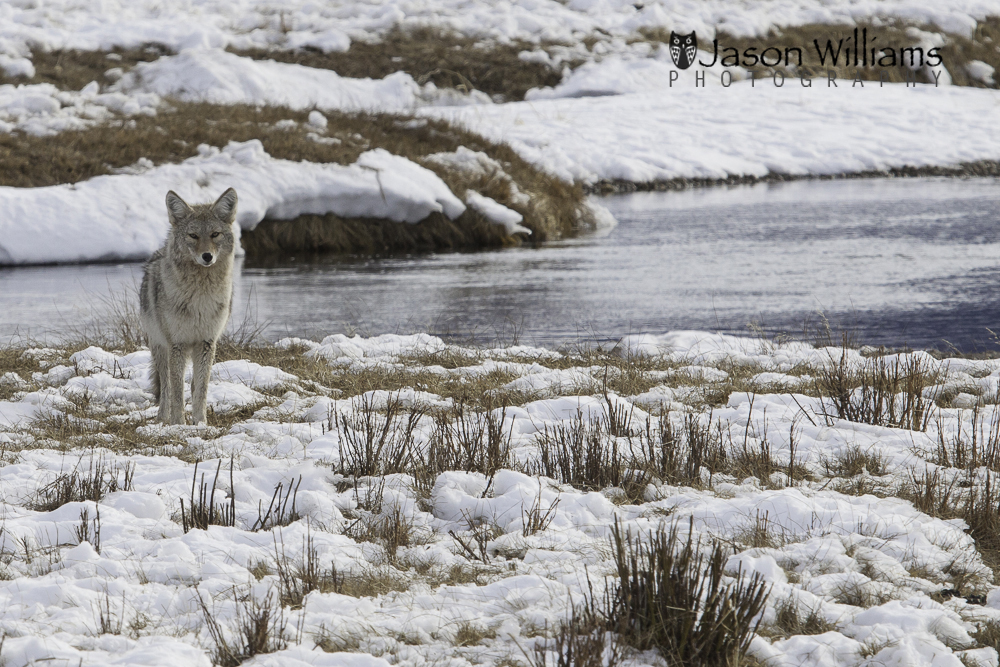 A coyote poses for pictures for our Best of Jackson Hole Winter Wildlife Tour.