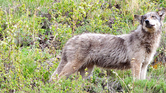 wolf of lamar valley in yellowstone