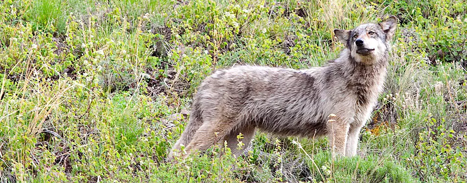 wolf of lamar valley in yellowstone