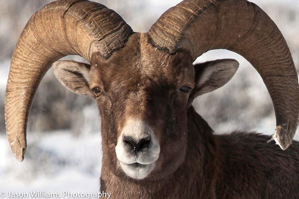 A Bighorn Sheep Ram Stares Down The Camera