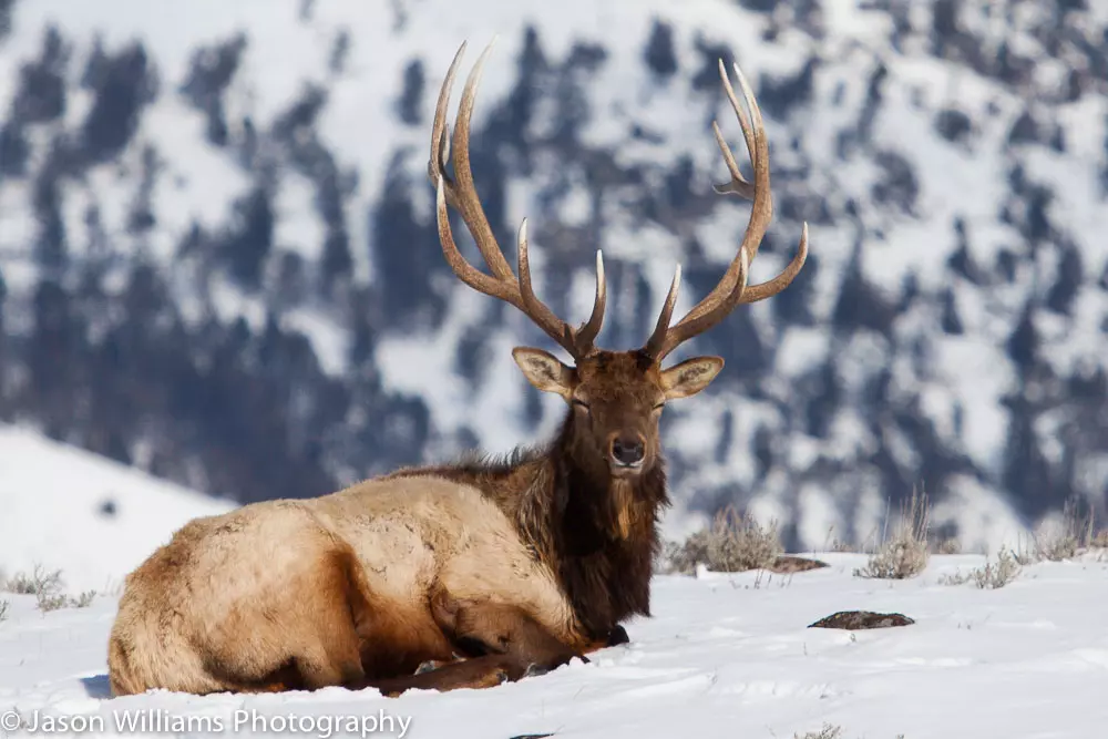 Bull Elk in Yellowstone National Park on a wildlife safari tour. See Bull Elk in Yellowstone National Park on a Jackson Hole Wildlife Safaris