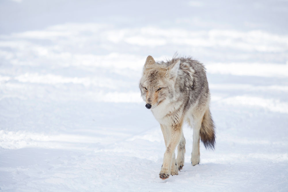 A coyote walking down the snowmobile trail