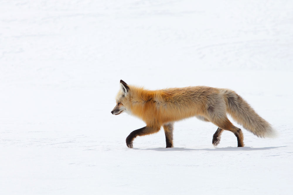 One of two red fox hunting in Hayden Valley