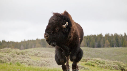 A Large Bull Bison Charges Across A Field In Yellowstone's Hayden Valley
