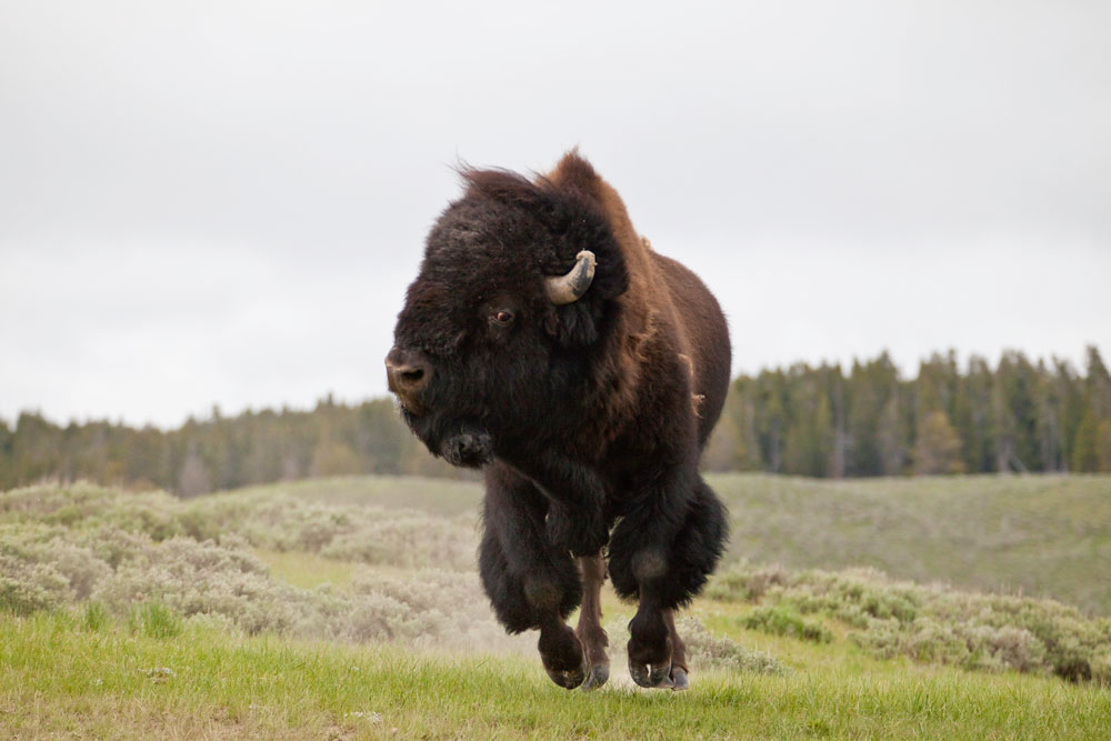 A Large Bull Bison Charges Across A Field In Yellowstone's Hayden Valley