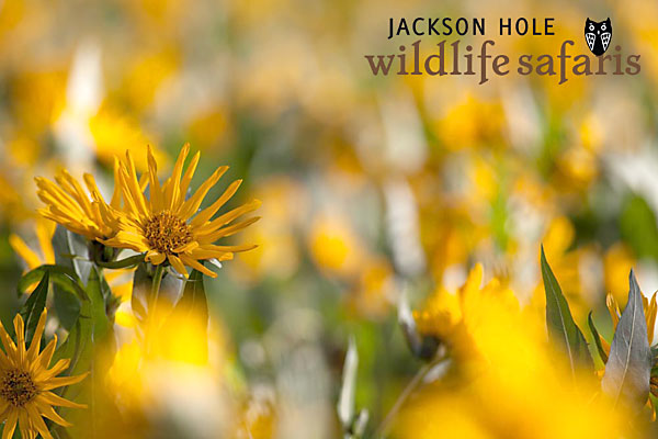 yellow flowers at grand teton