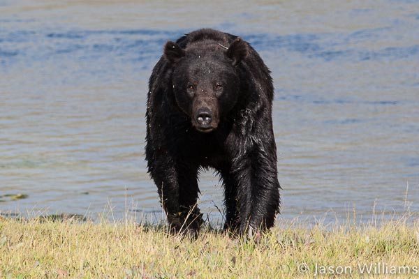 A Grizzly Bear Is Seen At The Water's Edge In Yellowstone National Park