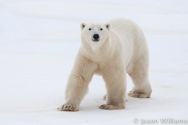 Polar Bear from a Tundra Buggy in Churchill Manitoba