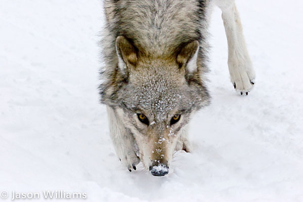 grey wolf seen in Yellowstone National Park