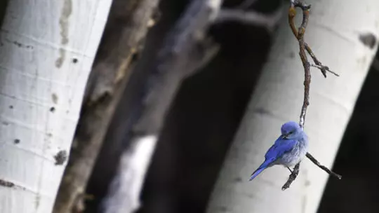 mountain bluebird in jackson hole