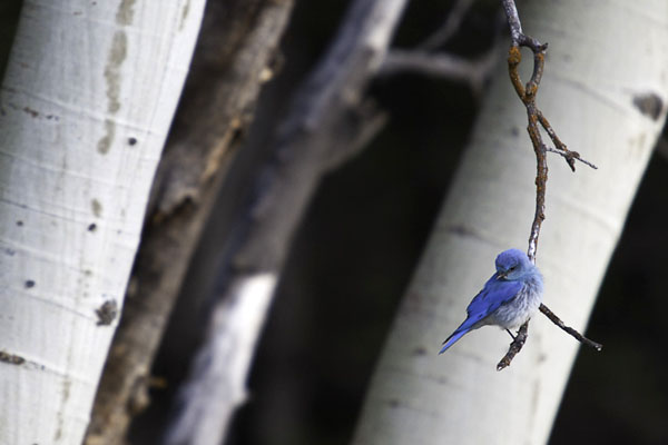 mountain bluebird in jackson hole