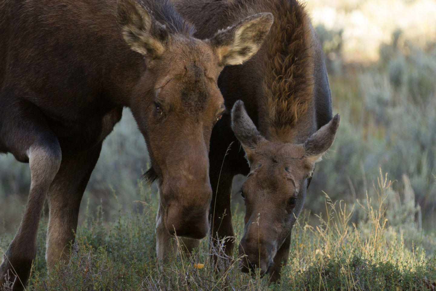 cow moose in the gros ventre campground