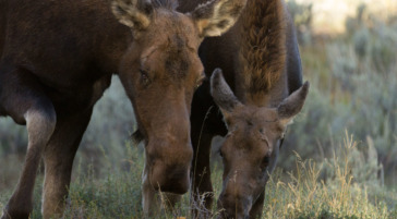cow moose in the gros ventre campground