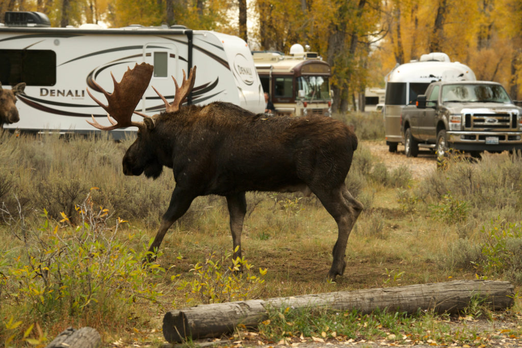 Moose - 20140924-060301