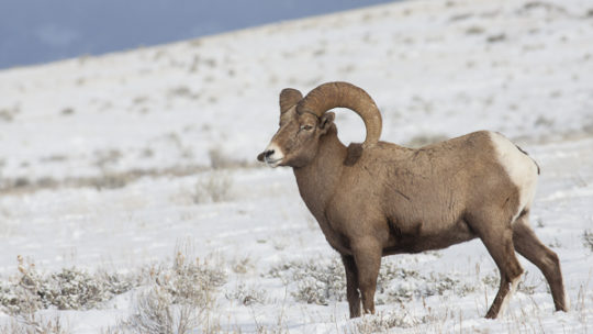 Bighorn Ram Pauses On A Snowy Hillside