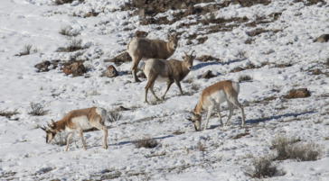 yellowstone revealed winter wildlife safari tour jackson hole wyoming