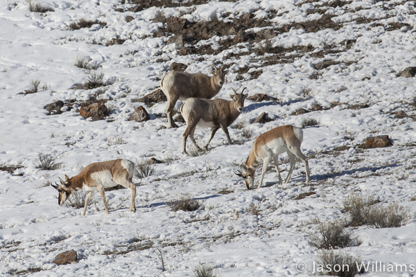 Bighorn sheep curiously watching the pronghorn as they graze past. Photo by Jason Williams