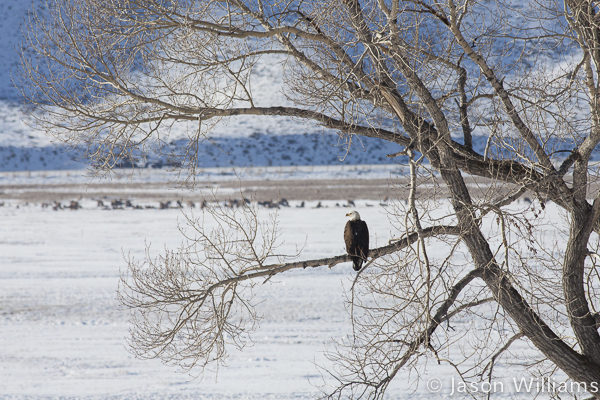 Bald Eagle surveying the National Elk Refuge from the large cottonwood tree. Photo by Jason Williams