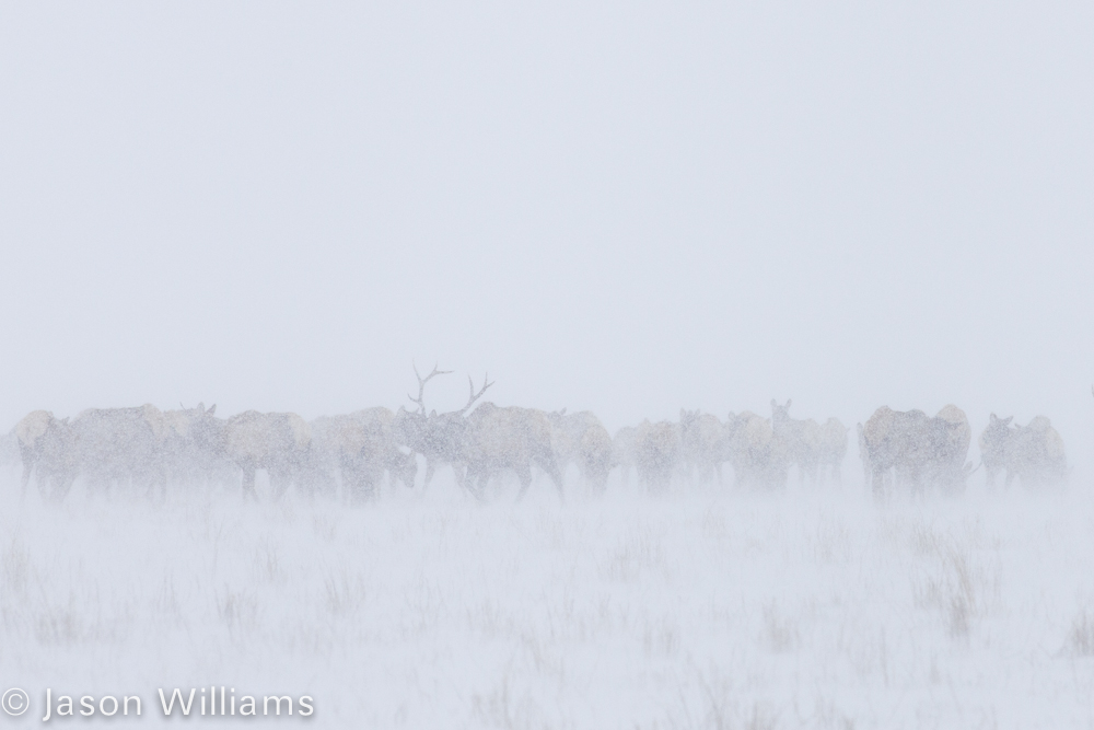 Herd of elk during the most recent snow storm in Jackson Hole. Photo by Jason WIlliams