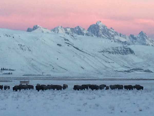 Bison on the south end of the National Elk Refuge with the Grand Teton in the background. Photo by Jody Tibbetts