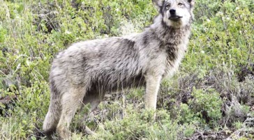 a grey wolf stands in bushes in lamar valley in yellowstone national park