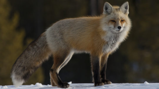 A Red Fox Patrols Along The Banks Of Jackson Lake In Winter In Grand Teton National Park